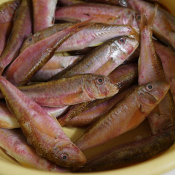 Барабулька черноморская "Султанка"